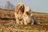 PTIT BASSET GRIFFON V.  043
